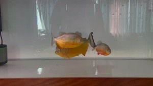 單養胭脂水虎60魚缸可以嗎：單養胭脂水虎是否適合60尺寸的魚缸