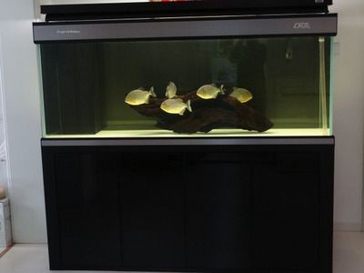 單養胭脂水虎60魚缸可以嗎：單養胭脂水虎是否適合60尺寸的魚缸