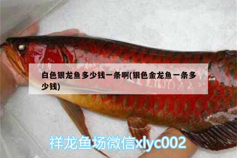 白色銀龍魚(yú)多少錢(qián)一條啊(銀色金龍魚(yú)一條多少錢(qián))