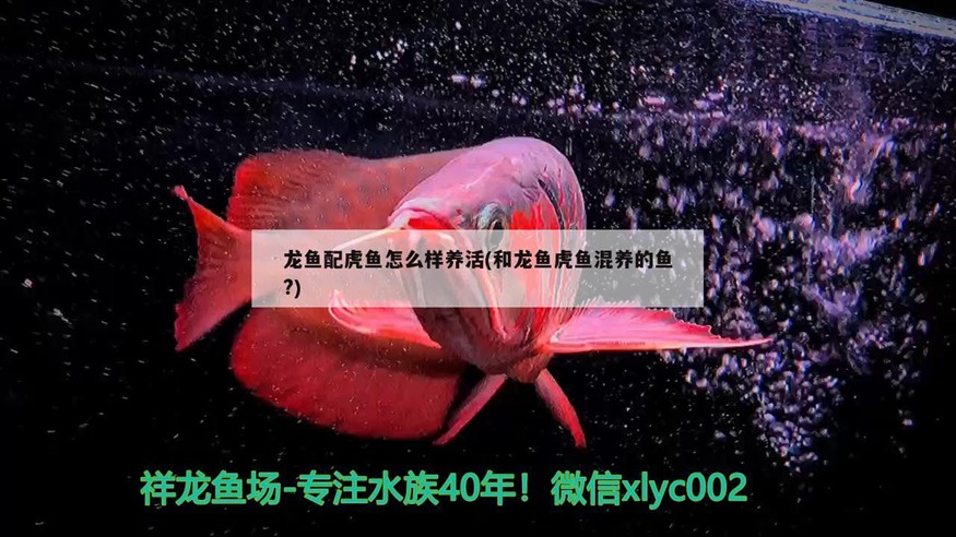 龍魚配虎魚怎么樣養活(和龍魚虎魚混養的魚?)