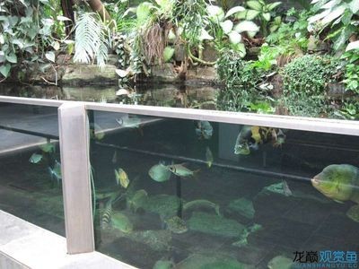 大型魚缸批發市場價格多少錢一個：關于大型魚缸批發市場價格的一些信息