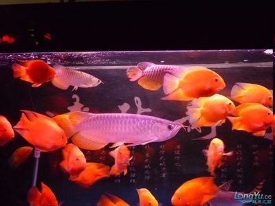 大型魚缸批發市場價格多少錢一個：關于大型魚缸批發市場價格的一些信息
