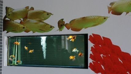 48萬金龍魚