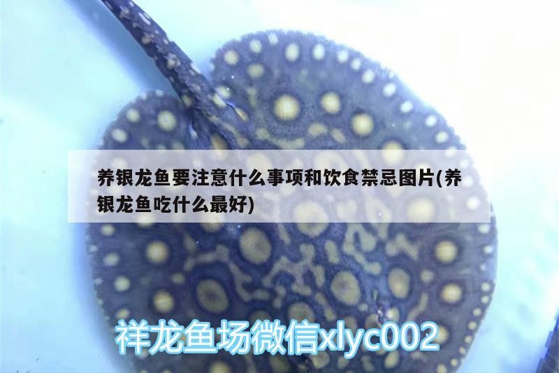 養銀龍魚要注意什么事項和飲食禁忌圖片(養銀龍魚吃什么最好)