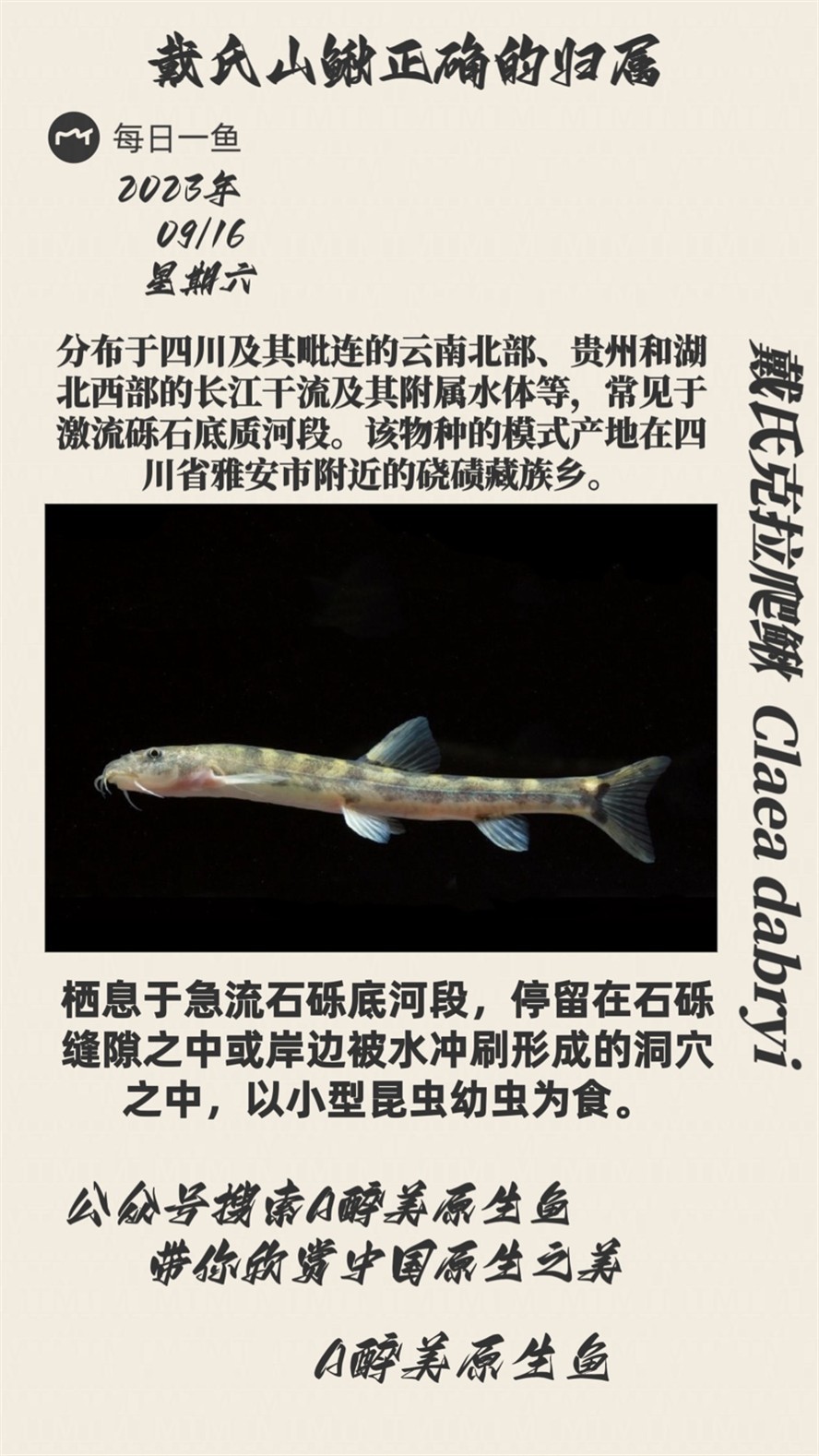 戴氏克拉爬鰍