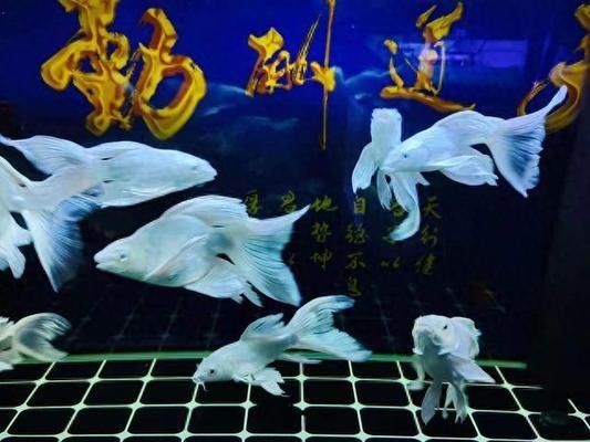 不想要魚缸怎么處理：不想要的魚缸可以根據個人喜好和需求進行多種處理
