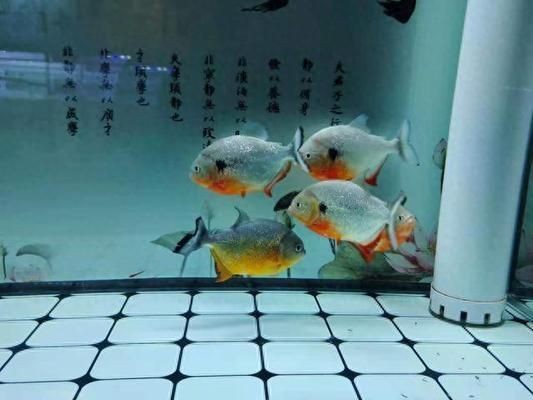 不想要魚缸怎么處理：不想要的魚缸可以根據個人喜好和需求進行多種處理