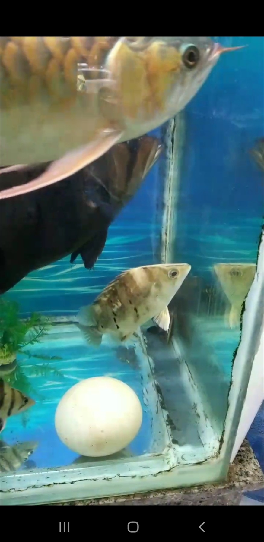 這條白化虎魚(yú)出給廣西老表了