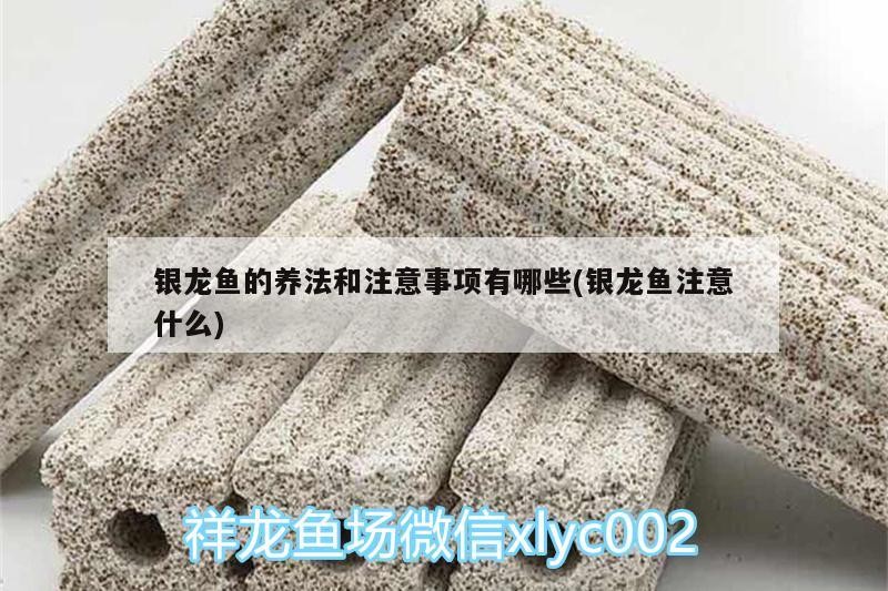 銀龍魚的養法和注意事項有哪些(銀龍魚注意什么)