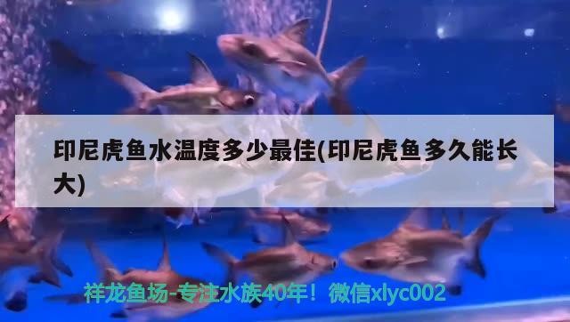 印尼虎魚水溫度多少最佳(印尼虎魚多久能長大)