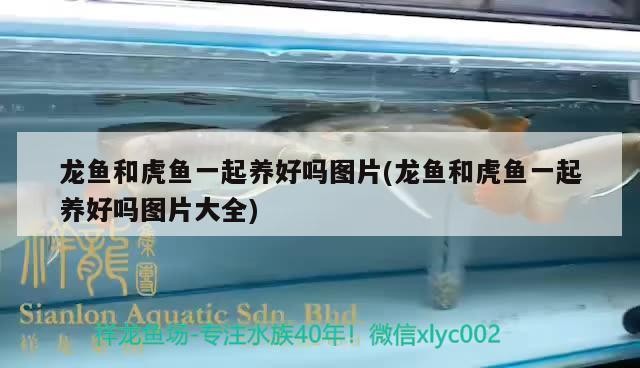 龍魚和虎魚一起養好嗎圖片(龍魚和虎魚一起養好嗎圖片大全)