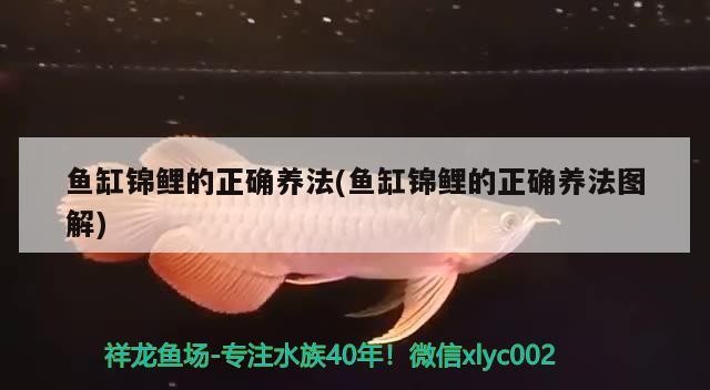 如何判斷龍魚魚鰭充血是否嚴重，如何判斷龍魚是否準備好繁殖？