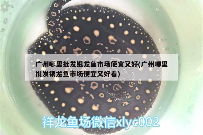 廣州哪里批發銀龍魚市場便宜又好(廣州哪里批發銀龍魚市場便宜又好看) 廣州哪里批發銀龍魚市場便宜又好(廣州哪里批發銀龍魚市場便宜又好看) 銀龍魚百科