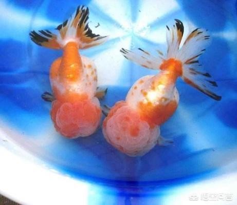 諸城市業(yè)強(qiáng)水族館(諸城市業(yè)強(qiáng)水族館電話號(hào)碼) 全國水族館企業(yè)名錄 第1張 諸城市業(yè)強(qiáng)水族館(諸城市業(yè)強(qiáng)水族館電話號(hào)碼) 諸城市業(yè)強(qiáng)水族館(諸城市業(yè)強(qiáng)水族館電話號(hào)碼) 全國水族館企業(yè)名錄 第1張