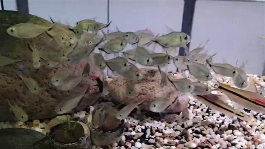 秋高氣爽的星期六,有好看的魚缸,周末愉快,必須滴。 ?毫無疑問,我們擁有全世界最先進,最神奇的量子養魚技術,由此可以創造出最完美而且獨一無二的神奇魚缸,這些魚缸足以讓養魚變成一種非常簡單而充滿樂趣的休閑活動,從而給所有人帶來前所未有的崇高的養魚體驗和極致享受。 ?幾乎可以徹底解決養魚中所有令人頭疼的問題和困難,穩操勝券 秋高氣爽的星期六,有好看的魚缸,周末愉快,必須滴。 ?毫無疑問,我們擁有全世界最先進,最神奇的量子養魚技術,由此可以創造出最完美而且獨一無二的神奇魚缸,這些魚缸足以讓養魚變成一種非常簡單而充滿樂趣的休閑活動,從而給所有人帶來前所未有的崇高的養魚體驗和極致享受。 ?幾乎可以徹底解決養魚中所有令人頭疼的問題和困難,穩操勝券