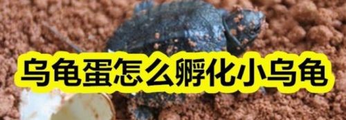 豬鼻龜蛋孵化技術要點和注意事項圖片：豬鼻龜蛋孵化烏龜蛋孵化方法與注意事項與注意事項分享