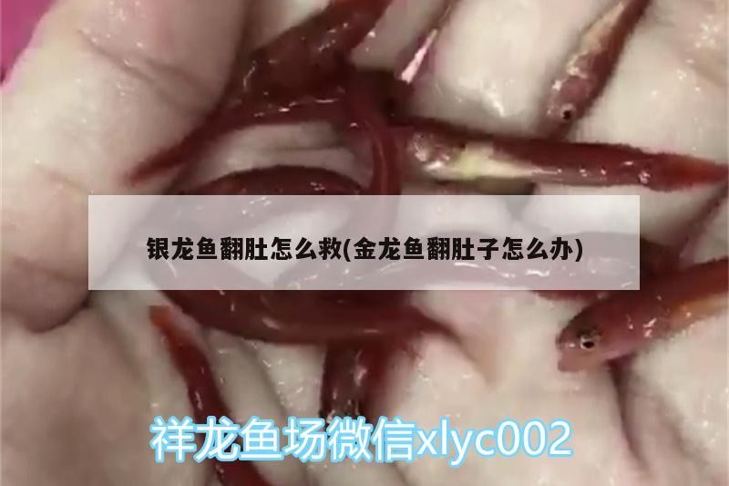 我的虎魚真菌感染了要怎么處理 銀龍魚翻肚怎么救(金龍魚翻肚子怎么辦) 銀龍魚百科 銀龍魚翻肚怎么救(金龍魚翻肚子怎么辦) 銀龍魚翻肚怎么救(金龍魚翻肚子怎么辦) 銀龍魚百科