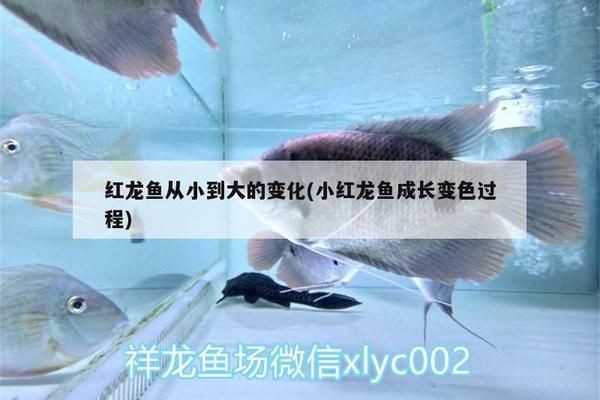 小紅龍魚如何選擇以后會大紅：印尼紅龍魚小紅龍魚的挑選標(biāo)準(zhǔn)，小紅龍魚的挑選標(biāo)準(zhǔn)