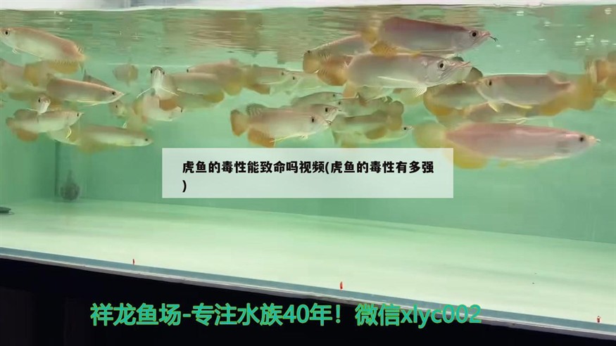 虎魚的毒性能致命嗎視頻(虎魚的毒性有多強(qiáng))