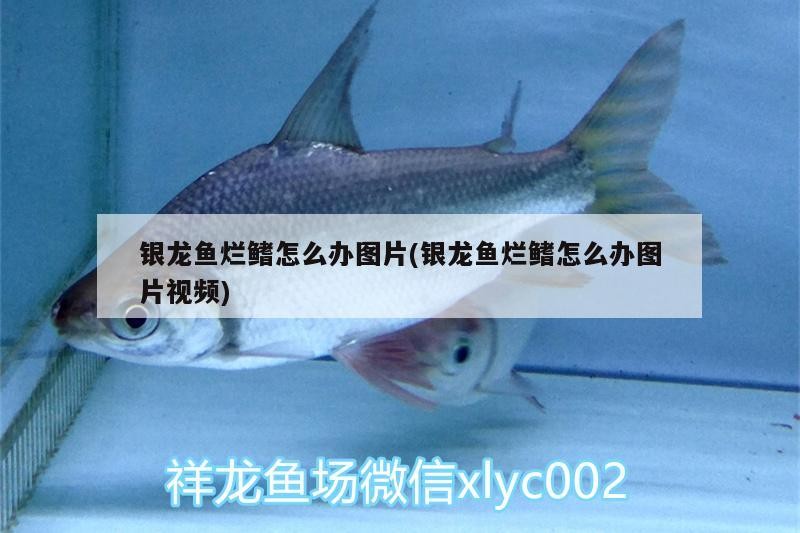 銀龍魚爛鰭怎么辦圖片(銀龍魚爛鰭怎么辦圖片視頻)