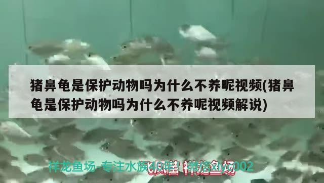豬鼻龜是保護動物嗎為什么不養呢視頻(豬鼻龜是保護動物嗎為什么不養呢視頻解說)