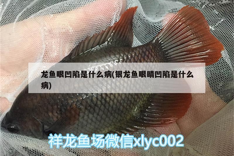 龍魚眼凹陷是什么病(銀龍魚眼睛凹陷是什么病) 龍魚眼凹陷是什么病(銀龍魚眼睛凹陷是什么病) 銀龍魚百科