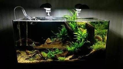 草缸觀賞魚自然壽命（如何延長(zhǎng)觀賞魚的壽命？）
