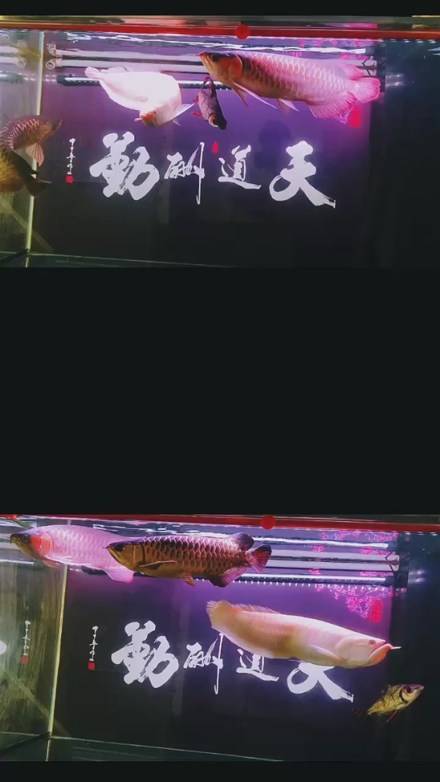 為今天而活，不必為明天過分擔憂 為今天而活，不必為明天過分擔憂 龍魚論壇