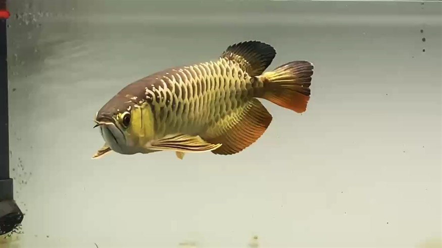 減肥減肥