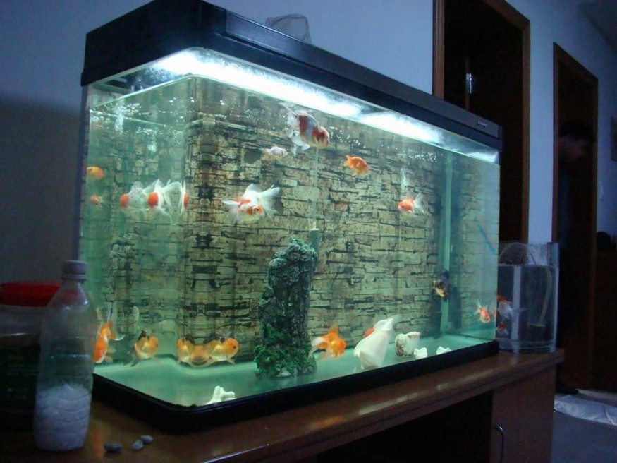 白色背景魚缸適合養什么魚：白色背景的魚缸適合養什么樣的魚？