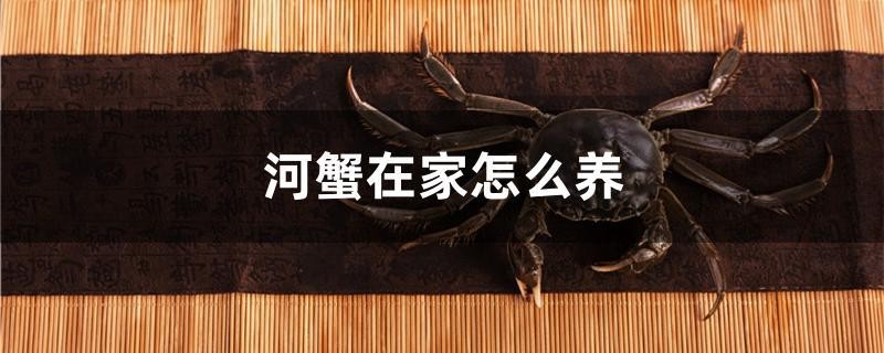 河蟹在家怎么養(yǎng)