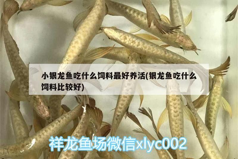 小銀龍魚吃什么飼料最好養活(銀龍魚吃什么飼料比較好)