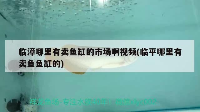 臨漳哪里有賣魚(yú)缸的市場(chǎng)啊視頻(臨平哪里有賣魚(yú)魚(yú)缸的)