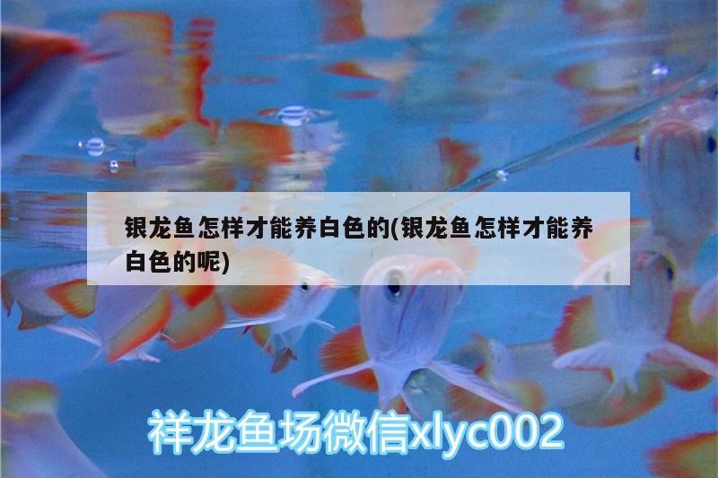 銀龍魚怎樣才能養(yǎng)白色的(銀龍魚怎樣才能養(yǎng)白色的呢)