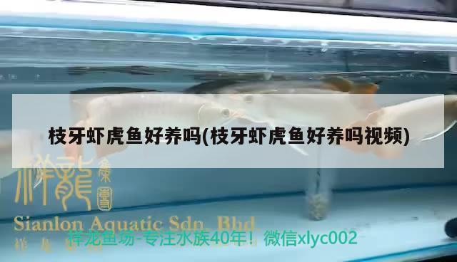 枝牙蝦虎魚(yú)好養(yǎng)嗎(枝牙蝦虎魚(yú)好養(yǎng)嗎視頻)