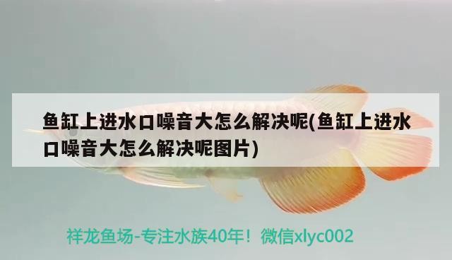 1金龍 1豬鼻龜 3虎 2彩 混養(yǎng)