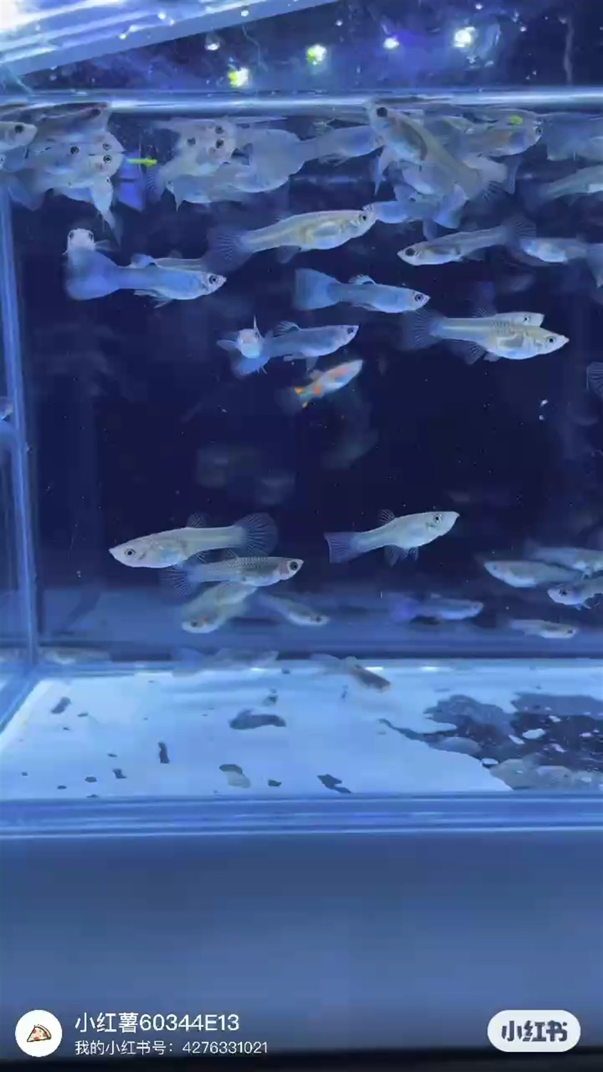 清缸冰藍(lán)魚苗 清缸冰藍(lán)魚苗 龍魚論壇