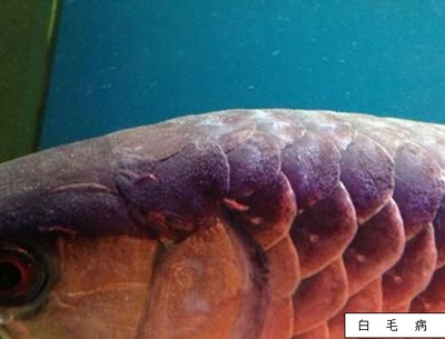 藍底金頭過背金龍魚適合哪些缸內裝飾？，藍底金頭過背金龍魚需要多大的缸？