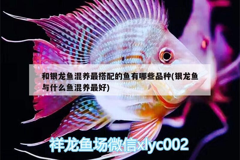 和銀龍魚混養最搭配的魚有哪些品種(銀龍魚與什么魚混養最好)