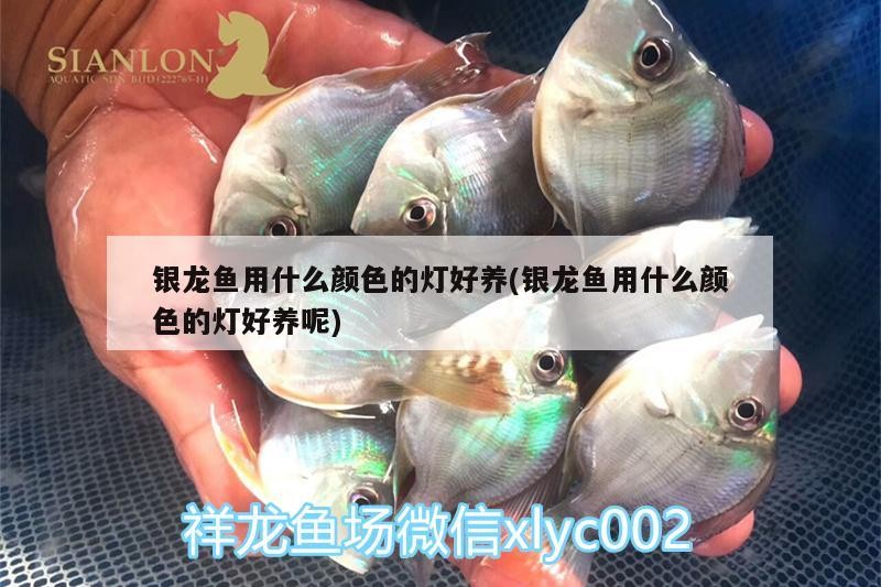 藍底金頭過背金龍魚適合哪些缸內裝飾？，藍底金頭過背金龍魚需要多大的缸？