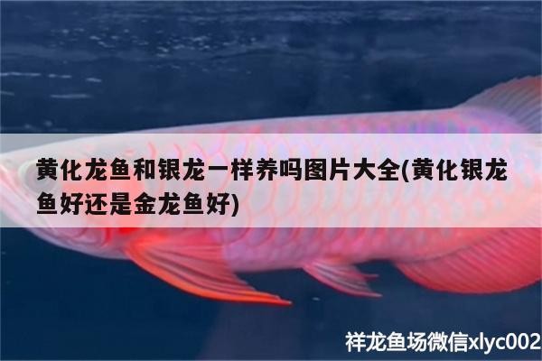 黃化龍魚和銀龍一樣養(yǎng)嗎圖片大全(黃化銀龍魚好還是金龍魚好) 黃化龍魚和銀龍一樣養(yǎng)嗎圖片大全(黃化銀龍魚好還是金龍魚好) 銀龍魚百科