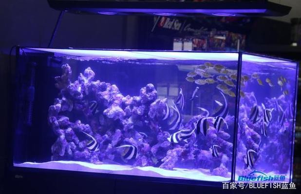 龍魚虎魚打架解決（龍魚虎魚打架解決方法視頻） 龍魚虎魚打架解決（龍魚虎魚打架解決方法視頻） 虎魚百科