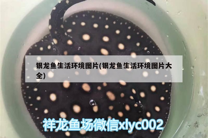 銀龍魚生活環境圖片(銀龍魚生活環境圖片大全)