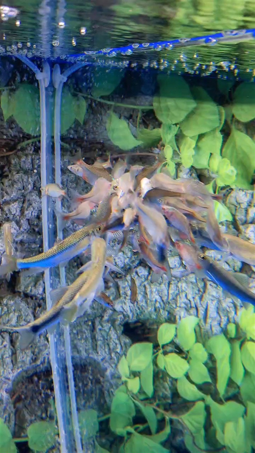 河里魚