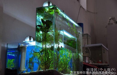 養虎魚用多大魚缸最好（養虎魚用多大魚缸最好呢）
