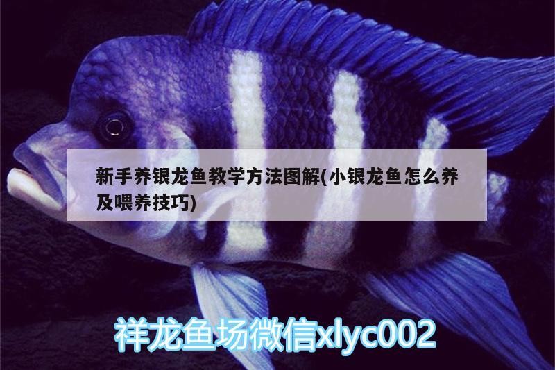 新手養銀龍魚教學方法圖解(小銀龍魚怎么養及喂養技巧)