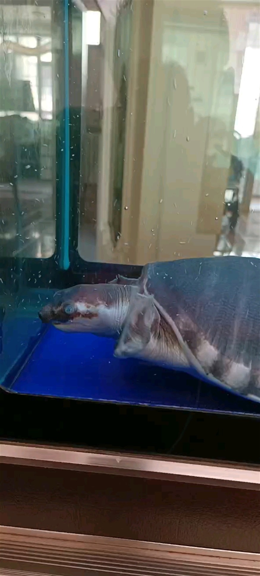 豬鼻龜蒙眼