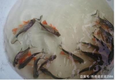 淡水白鯧養在魚缸怎么喂:淡水白鯧的養殖技術