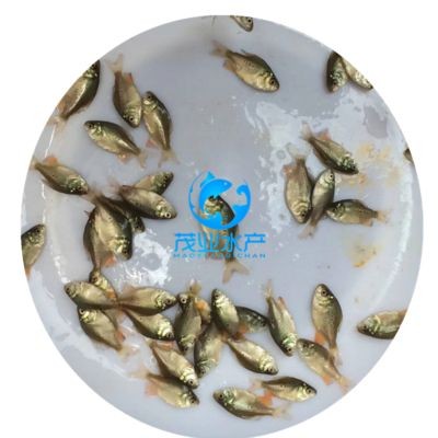 淡水白鯧養在魚缸怎么喂:淡水白鯧的養殖技術