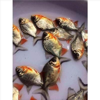 淡水白鯧養在魚缸怎么喂:淡水白鯧的養殖技術